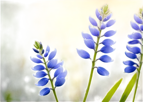 blue grape hyacinth,grape hyacinths,grape hyacinth,common grape hyacinth,muscari,white grape hyacinths,muscari armeniacum,flowers png,grape-hyacinth,bluebonnet,siberian squill,blue bonnet,lupins,hyacinths,blue flowers,fernleaf lavender,flower background,striped squill,india hyacinth,blue flower,Photography,Fashion Photography,Fashion Photography 03