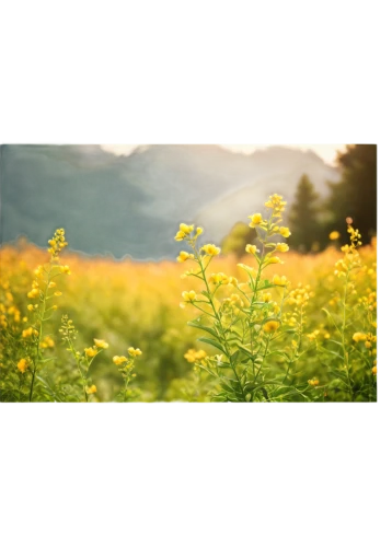 sand coreopsis,meadow flowers,meadow plant,sunflower lace background,meadow landscape,summer meadow,mountain meadow hay,wild meadow,dandelion meadow,taraxacum officinale,alpine meadows,mustard plant,woodland sunflower,alpine meadow,yellow sweet clover,dandelion background,meadow daisy,flowering meadow,dandelion field,small meadow,Conceptual Art,Daily,Daily 26