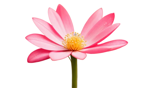 pink chrysanthemum,dahlia pink,flowers png,lotus png,pink flower,cosmos flower,lotus ffflower,flower background,pink water lily,gerbera flower,japanese anemone,korean chrysanthemum,two-tone flower,flower of dahlia,gerbera,minimalist flowers,flower pink,chrysanthemum background,anemone japonica,pink flower white,Art,Classical Oil Painting,Classical Oil Painting 34