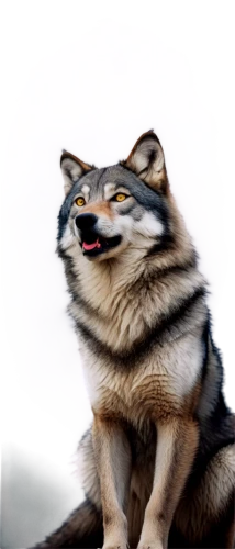 malamute,tamaskan dog,alaskan malamute,sakhalin husky,shiba,wolf bob,husky,west siberian laika,finnish lapphund,wag,swedish vallhund,east siberian laika,tervuren,swedish lapphund,indian dog,huskies,shiba inu,dogecoin,alaskan klee kai,wolfdog,Illustration,Japanese style,Japanese Style 21
