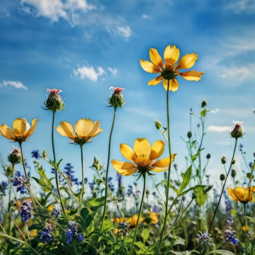 cosmos flowers,flower background,meadow flowers,flower field,flowers field,sand coreopsis,flower meadow,wildflowers,field of flowers,flowering meadow,trollius download,yellow daisies,blanket flowers,field flowers,wild flowers,daisy flowers,blanket of flowers,summer meadow,daisies,flowers of the field