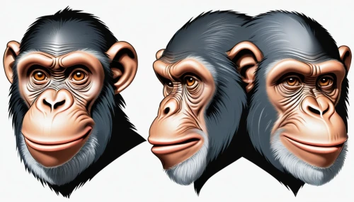 three monkeys,primates,chimpanzee,chimp,three wise monkeys,common chimpanzee,the blood breast baboons,human evolution,great apes,primate,baboons,ape,reconstruction,cercopithecus neglectus,monkeys,vector graphics,neanderthals,mandrill,mammals,baboon