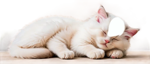 sleeping cat,turkish angora,beautiful cat asleep,turkish van,japanese bobtail,oriental shorthair,cat vector,cat resting,cat image,white cat,cornish rex,cute cat,american curl,zzz,peterbald,devon rex,cat sleeping on back,capricorn kitz,sleeping,american shorthair,Art,Artistic Painting,Artistic Painting 42