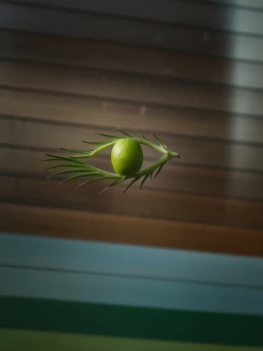 insect ball,green kiwi,flying seed,flying seeds,tennis ball,seed pod,water apple,green tomatoe,worm apple,grass golf ball,kiwi,venus flytrap,vector ball,seed,bulbous plant,soft tennis,flying food,green apple,kiwi fruit,pearl onion,Photography,General,Realistic