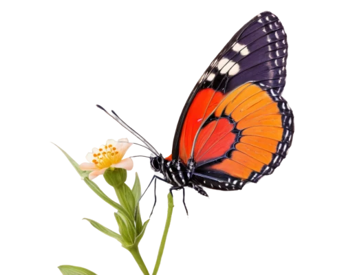 viceroy (butterfly),euphydryas,coenonympha tullia,butterfly background,orange butterfly,butterfly vector,vanessa atalanta,butterfly on a flower,polygonia,coenonympha,hesperia (butterfly),lycaena phlaeas,butterfly clip art,melitaea,butterfly isolated,scotch argus,vanessa (butterfly),lycaena,isolated butterfly,heliconius hecale,Illustration,Paper based,Paper Based 08