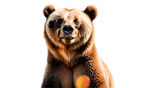 scandia bear,nordic bear,kodiak bear,bear,brown bear,great bear,bear kamchatka,cute bear,grizzly,grizzly bear,sun bear,grizzlies,cub,bears,bear teddy,bear market,bear bow,bear guardian,ursa,bearskin,Conceptual Art,Daily,Daily 21