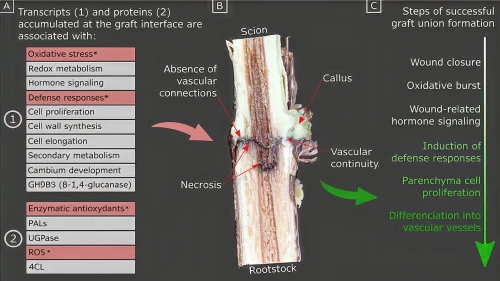 connective tissue,rmuscles,muscular system,coronary vascular,deep tissue,cervical spine,light fractural,coronary artery,anatomical,human body anatomy,bone-in rib,human anatomy,artificial joint,skeleton sections,cross-section,cosmetic sticks,wood structure,sugarcane,rotator cuff,reflex foot esophagus