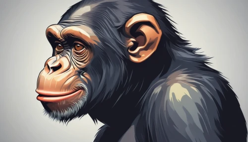 chimpanzee,common chimpanzee,chimp,ape,primate,bonobo,cercopithecus neglectus,macaque,gorilla,celebes crested macaque,baboon,great apes,primates,siamang,anthropomorphized animals,monkey,uakari,vector illustration,mandrill,orangutan