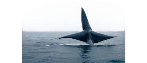 blue whale,sailfish,atlantic blue marlin,whale,pilot whale,dorsal fin,humpback whale,spinner dolphin,manta ray,short-finned pilot whale,diving fins,giant dolphin,cetacean,funnel-shaped,northern whale dolphin,orca,manta,whales,black tern,whale fluke,Conceptual Art,Graffiti Art,Graffiti Art 01