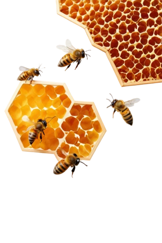 honeycomb structure,beeswax,building honeycomb,honeycomb,honeycomb grid,honey bees,honey products,honeybees,hive,bee colonies,bees,bee hive,beekeepers,beekeeping,beehives,bee pollen,bee,swarm,swarm of bees,the hive,Photography,Fashion Photography,Fashion Photography 06