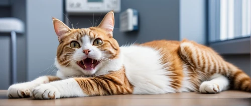 red tabby,pet vitamins & supplements,british longhair cat,toyger,american bobtail,funny cat,feral cat,cat image,yawning,domestic long-haired cat,ginger cat,yawns,american curl,american shorthair,domestic cat,tiger cat,breed cat,red whiskered bulbull,cat,british longhair,Photography,General,Realistic