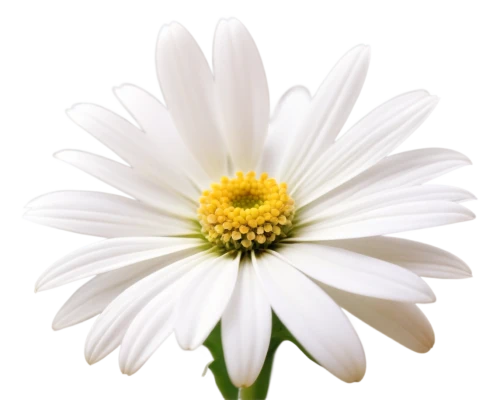 the white chrysanthemum,white chrysanthemum,leucanthemum,marguerite daisy,shasta daisy,oxeye daisy,ox-eye daisy,common daisy,flowers png,leucanthemum maximum,african daisy,south african daisy,flannel flower,daisy flower,osteospermum,marguerite,perennial daisy,wood daisy background,white daisies,barberton daisy,Conceptual Art,Fantasy,Fantasy 29