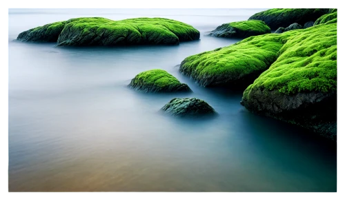 green algae,sea lettuce,aaa,green water,algae,beach grass,emerald sea,green trees with water,patrol,aa,seaweed,seascapes,greens beach,landscape photography,wall,cleanup,baltic sea,green landscape,seaweeds,coastal landscape,Photography,Artistic Photography,Artistic Photography 05