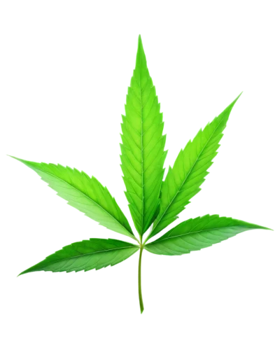 mape leaf,cannabidiol,custody leaf,green leaf,cannabinol,weed,leaf background,fan leaf,mugwort,jungle leaf,broadleaf,tropical leaf,patrol,four-leaf,neem,mint leaf,medicinal plant,mammoth leaf,tree leaf,cbd oil,Illustration,Japanese style,Japanese Style 21