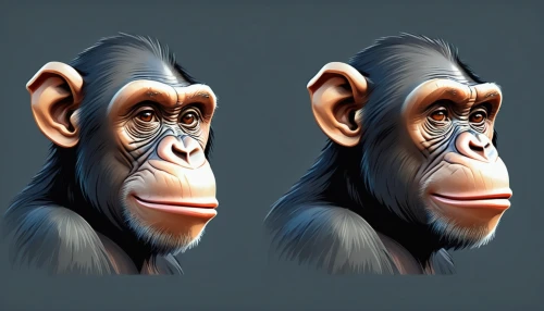 chimpanzee,chimp,common chimpanzee,ape,reconstruction,primates,macaque,primate,baboon,baboons,3d model,great apes,mandrill,3d rendered,cercopithecus neglectus,monkey,three monkeys,uakari,the blood breast baboons,human evolution