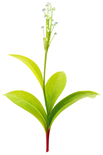 citronella,candy cane sorrel,upright yellow sorrel,tea plant,aromatic plant,stevia,sheep's sorrel,plantago,stevia rebaudiana,oil-related plant,sorrel,veratrum,pineapple lily,thick-leaf plant,morinda citrifolia,flowers png,alternanthera,terrestrial plant,scaphosepalum,herbaceous plant,Illustration,Vector,Vector 12