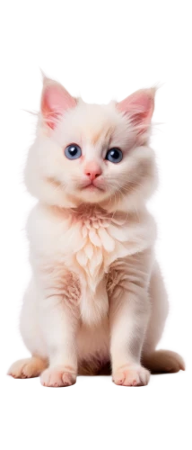 cute cat,cat image,white cat,cat vector,cat,breed cat,pink cat,turkish angora,turkish van,puss,funny cat,cats angora,pat,bisque,mow,meowing,birman,napoleon cat,transparent background,ginger cat,Illustration,Children,Children 04