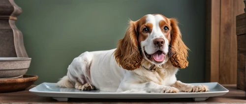 welsh springer spaniel,clumber spaniel,pet vitamins & supplements,kooikerhondje,basset hound,king charles spaniel,french spaniel,english springer spaniel,irish red and white setter,american cocker spaniel,styrian coarse-haired hound,english cocker spaniel,basset bleu de gascogne,bosnian coarse-haired hound,cavalier king charles spaniel,english setter,dog photography,irish setter,german longhaired pointer,picardy spaniel,Photography,General,Realistic