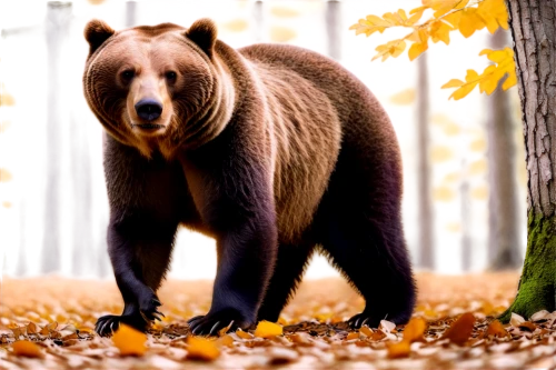 nordic bear,brown bear,cute bear,bear,american black bear,great bear,kodiak bear,scandia bear,brown bears,bear guardian,bear kamchatka,cub,sun bear,bears,grizzly bear,grizzly,fall animals,bear bow,bear market,bear cub,Illustration,Japanese style,Japanese Style 09