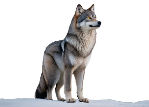 czechoslovakian wolfdog,saarloos wolfdog,northern inuit dog,sakhalin husky,greenland dog,kunming wolfdog,west siberian laika,tamaskan dog,wolfdog,east siberian laika,european wolf,canidae,canadian eskimo dog,seppala siberian sleddog,norwegian elkhound,canis lupus,swedish vallhund,norwegian buhund,canis lupus tundrarum,formosan mountain dog,Art,Classical Oil Painting,Classical Oil Painting 12