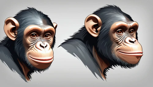chimpanzee,common chimpanzee,primates,chimp,ape,great apes,three monkeys,primate,cercopithecus neglectus,reconstruction,monkeys,anthropomorphized animals,mammals,vector graphics,animal icons,baboons,the blood breast baboons,human evolution,vector images,three wise monkeys