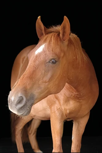 przewalski's horse,kutsch horse,przewalski,palomino,a horse,portrait animal horse,suckling foal,australian pony,horse head,brown horse,albino horse,weehl horse,horse,horse heads,half horse,belgian horse,centaur,alpha horse,foal,mustang horse