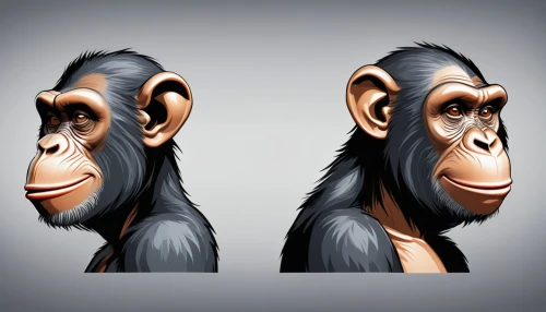 chimpanzee,common chimpanzee,chimp,ape,primates,primate,great apes,reconstruction,macaque,human evolution,the blood breast baboons,orang utan,cercopithecus neglectus,baboons,baboon,anthropomorphized animals,bonobo,monkey,uakari,siamang