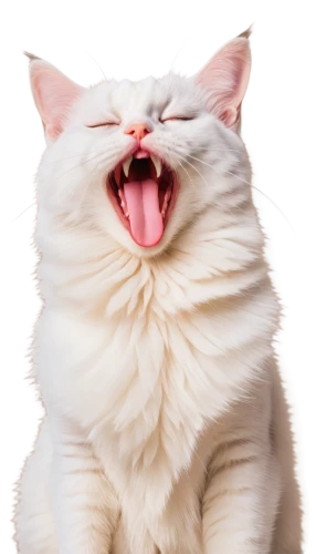 funny cat,cat vector,turkish angora,white cat,american curl,cat tongue,cat image,cat,mow,cute cat,turkish van,japanese bobtail,yawns,yawning,whitey,meowing,breed cat,american shorthair,pet vitamins & supplements,american bobtail,Conceptual Art,Oil color,Oil Color 12