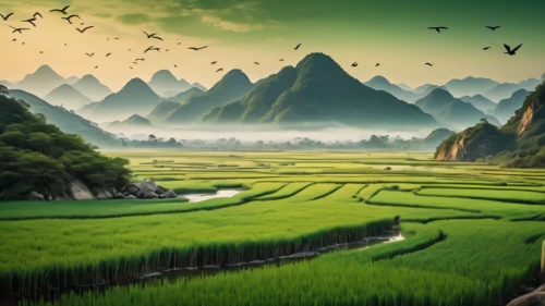 rice fields,ricefield,green landscape,rice paddies,landscape background,rice field,the rice field,mountainous landscape,guilin,vietnam,mountain landscape,rice terrace,paddy field,green fields,karst landscape,chinese background,fantasy landscape,yunnan,nature landscape,chinese art,Photography,General,Cinematic