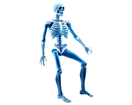 skeletal,human skeleton,skeletal structure,skeleton,skeleltt,articulated manikin,calcium,the human body,a wax dummy,human body anatomy,human body,3d figure,anatomical,vintage skeleton,bone,human anatomy,x-ray,artificial joint,anatomy,skeletons,Photography,Fashion Photography,Fashion Photography 24