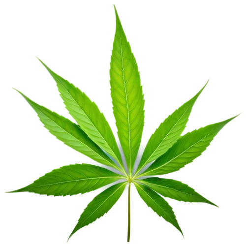 custody leaf,mape leaf,green leaf,cannabidiol,cannabinol,fan leaf,weed,four-leaf,mugwort,jungle leaf,mint leaf,tropical leaf,leaf background,neem,broadleaf,marijuiana,maple leaf,foliage leaf,bo leaf,medicinal plant,Conceptual Art,Fantasy,Fantasy 07