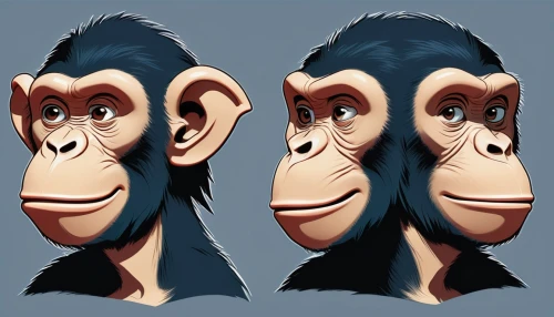 ape,chimp,chimpanzee,common chimpanzee,monkey,great apes,orangutan,reconstruction,primate,the monkey,uakari,vector images,orang utan,3d model,primates,baboon,monkey island,human evolution,monkeys,bonobo