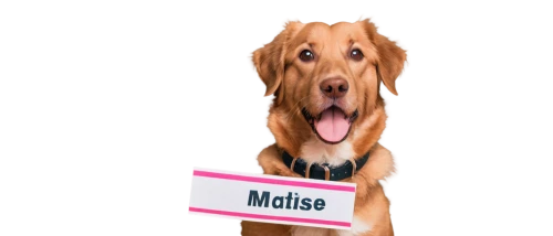 maltese,moluske,maltepoo,malinois,mixed breed dog,female dog,melba toast,max,pet vitamins & supplements,perro de presa mallorquin,marti,airedale terrier,mastiff,malva,name tag,ms,dogue de bordeaux,meta logo,maties,mascot,Art,Artistic Painting,Artistic Painting 40