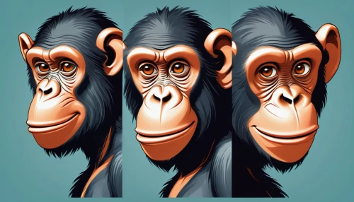 three monkeys,three wise monkeys,primates,chimpanzee,chimp,monkeys band,primate,ape,monkey family,monkeys,baboons,great apes,common chimpanzee,the blood breast baboons,clipart,monkey,baboon,my clipart,orang utan,human evolution