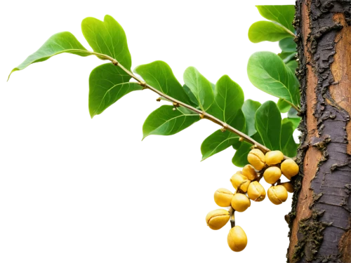 argan tree,oleaceae,walnut oil,jojoba oil,tree fruit,geraniaceae,ylang-ylang,carob tree,jaggery tree,xanthorrhoeaceae,argan trees,soapberry family,artocarpus odoratissimus,hokka tree,diospyros,curry tree,mistletoe berries,loquat,artocarpus,ginkgo biloba,Art,Artistic Painting,Artistic Painting 32