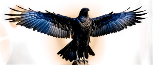 black macaws sari,3d crow,hyacinth macaw,bird png,eagle vector,eagle illustration,raven sculpture,corvidae,corvus,crows bird,black billed magpie,blue macaw,black raven,corvus corax,magpie,carrion crow,bird wing,blue and gold macaw,crow-like bird,bird wings,Illustration,Realistic Fantasy,Realistic Fantasy 42