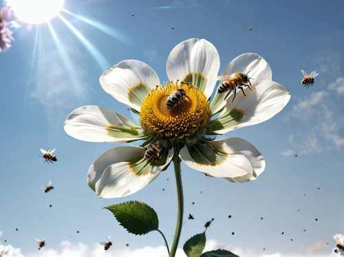 bee,pollinating,pollinator,pollinate,pollination,giant bumblebee hover fly,sunflowers and locusts are together,western honey bee,honey bees,bees,honey bee home,swarm of bees,beekeeping,honeybees,bumblebees,bee pollen,drone bee,pollino,hover fly,wild bee