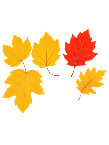 maple leaf red,leaf background,maple foliage,maple leave,maple leaf,leaf icons,colored leaves,autumn leaf paper,red maple leaf,maple leaves,yellow maple leaf,fall leaf border,leaf border,autumn background,autumnal leaves,oak leaves,autumn foliage,colorful leaves,autumn icon,red leaves,Illustration,Abstract Fantasy,Abstract Fantasy 19