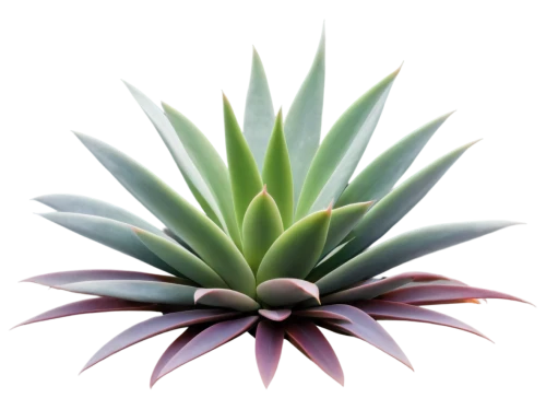 agave azul,agave,succulent plant,yucca,saw palmetto,agave nectar,bromelia,aloe,dark green plant,desert plant,pineapple plant,bromeliad,yucca palm,aloe vera,exotic plants,sansevieria,monocotyledon,ericaceae,sabal palmetto,houseplant,Unique,Paper Cuts,Paper Cuts 01