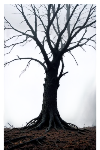isolated tree,old tree silhouette,creepy tree,tree thoughtless,the roots of trees,tree and roots,bare tree,dead tree,dead wood,gnarled,rooted,burnt tree,branching,the branches of the tree,deciduous tree,tree silhouette,halloween bare trees,old gnarled oak,lone tree,old tree,Illustration,Realistic Fantasy,Realistic Fantasy 27