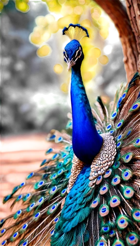 peacock,male peacock,blue peacock,peafowl,ornamental bird,fairy peacock,an ornamental bird,colorful birds,plumage,beautiful bird,peacocks carnation,color feathers,exotic bird,pheasant,decoration bird,splendid colors,peacock feathers,nature bird,colorful background,feathers bird,Unique,3D,Panoramic