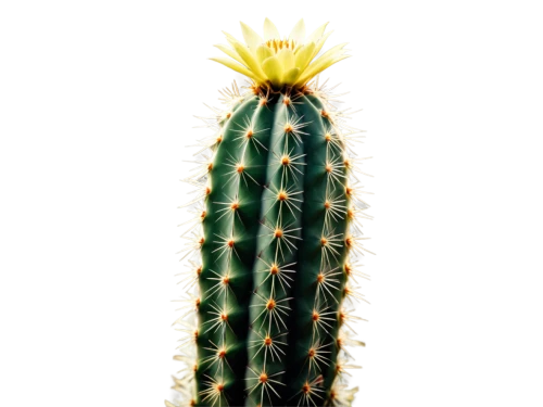 san pedro cactus,peniocereus,cactus,acanthocereus tetragonus,cactus digital background,opuntia,phytolaccaceae,large-flowered cactus,night-blooming cactus,moonlight cactus,watercolor cactus,nopal,saguaro,prickly,sonoran desert,sonoran,barrel cactus,prickle,san pedro,organ pipe cactus,Photography,Documentary Photography,Documentary Photography 02