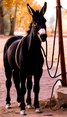 gemsbok,zonkey,donkey cart,electric donkey,half donkey,bridle,donkey of the cotentin,przewalski's horse,donkey,mule,horse harness,quagga,shire horse,donkeys,portrait animal horse,gypsy horse,belgian horse,draft horse,konik,cart horse,Illustration,Realistic Fantasy,Realistic Fantasy 43