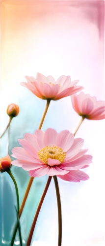 chrysanthemum background,flower background,gerbera flower,pink chrysanthemum,pink floral background,pink water lily,paper flower background,cosmos flower,gerbera,gerbera daisies,pink water lilies,pink daisies,floral digital background,flower painting,flower illustrative,flowers png,pink anemone,pink poppy,red gerbera,pink chrysanthemums,Conceptual Art,Sci-Fi,Sci-Fi 24