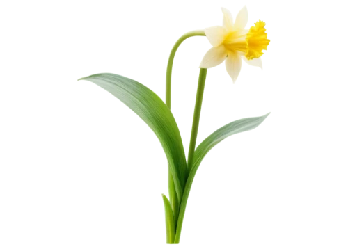 flowers png,the trumpet daffodil,daffodil,turkestan tulip,daffodils,yellow daffodil,jonquils,flower background,novruz,star-of-bethlehem,tulipa,jonquil,single flower,easter lilies,daf daffodil,tulip background,narcissus,yellow daffodils,flower illustrative,tulpenbüten,Photography,Documentary Photography,Documentary Photography 16