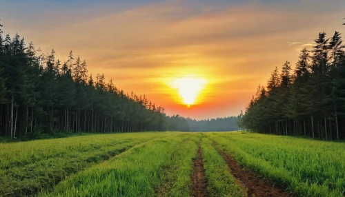 field of cereals,landscape background,background view nature,wheat crops,aggriculture,stock farming,grain field panorama,farm background,agroculture,tropical and subtropical coniferous forests,farm landscape,cultivated field,green landscape,ecological sustainable development,permaculture,organic farm,temperate coniferous forest,agriculture,rice field,deforested,Photography,General,Realistic