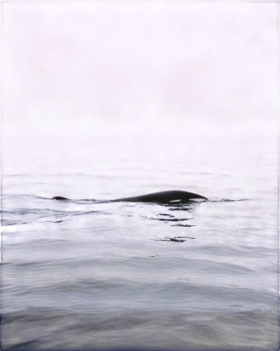 grey whale,pilot whale,short-finned pilot whale,humpback whale,cetacean,whale fluke,whale,northern whale dolphin,cetacea,marine mammal,humpback,harbour porpoise,sea,dusky dolphin,estuarine,pot whale,porpoise,sea-lavender,sea landscape,blue whale,Art,Artistic Painting,Artistic Painting 46
