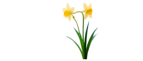 flowers png,the trumpet daffodil,tulipa,jonquils,daffodils,turkestan tulip,daffodil,tulipa sylvestris,minimalist flowers,tulipa tarda,tulip background,yellow orange tulip,autumnalis,narcissus pseudonarcissus,yellow iris,tulip,tulip white,narcissus,jonquil,saffron crocus,Conceptual Art,Sci-Fi,Sci-Fi 07
