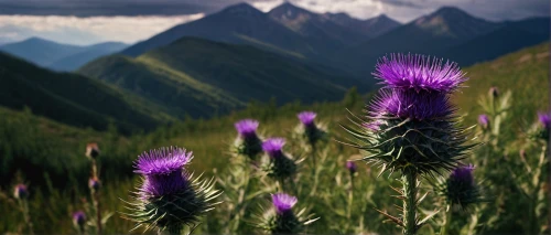 european marsh thistle,spear thistle,ball thistle,purple thistle,card thistle,thistles,creeping thistle,thistle,liatris spicata,sow thistles,alpine aster,alpine flowers,southern grove thistle,the valley of flowers,fireweed,distaff thistles,alpine sea holly,wild horsemint,artichoke thistle,knapweed,Photography,Documentary Photography,Documentary Photography 37