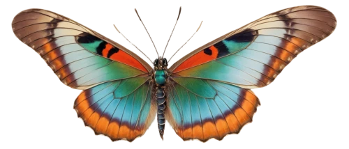 butterfly vector,morpho peleides,butterfly clip art,euphydryas,morpho butterfly,hesperia (butterfly),polygonia,viceroy (butterfly),morpho,heliconius hecale,vanessa (butterfly),ulysses butterfly,blue morpho butterfly,lepidoptera,melanargia,papillon,tropical butterfly,brush-footed butterfly,blue morpho,vanessa atalanta,Illustration,Paper based,Paper Based 23